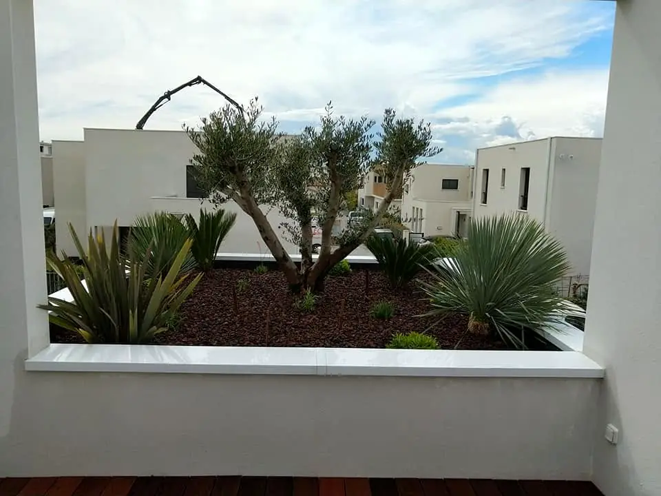 Bac planté d'oliviers et de yuccas en toiture-terrasse