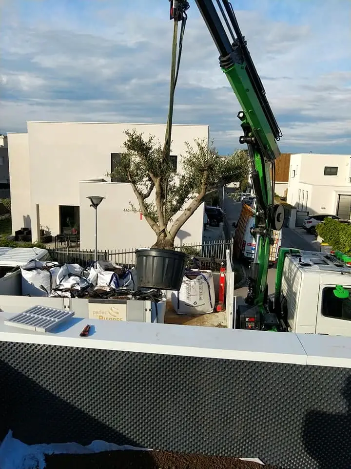 Un olivier hissé à la grue au-dessus de la terrasse